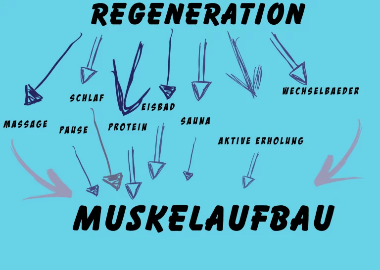 Muskel-Regenearation