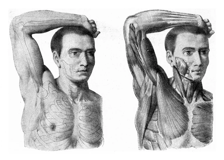 Muskeln und Faszien