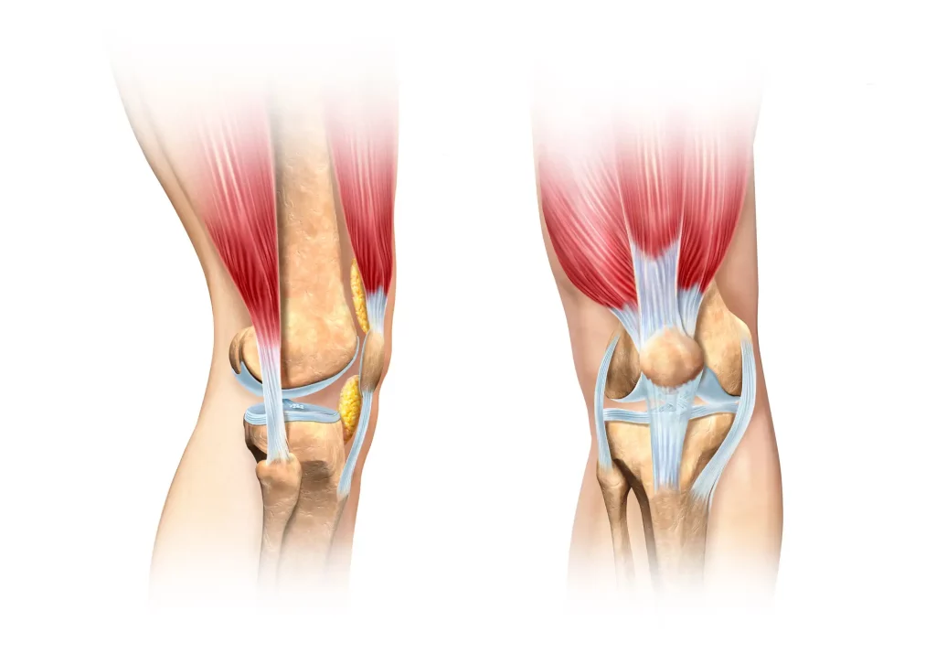 Außenbänder des Kniegelenks - Seit- und Rückansicht - Außenbandverletzung im Knie